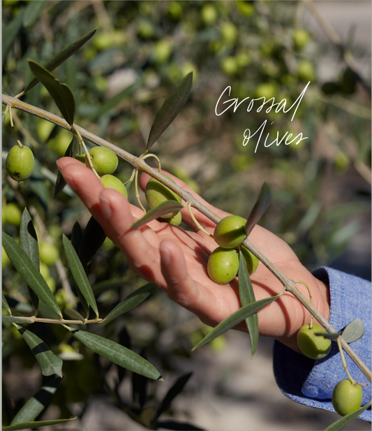 Grossal olives, the native cultivar used to make Valèvida extra virgin olive oil
