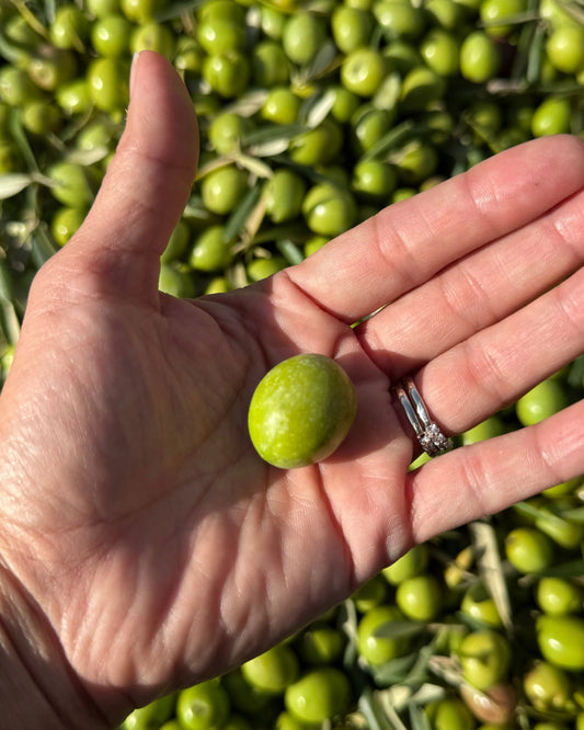 Grossal olives on the branch in a Valencian grove before harvest
