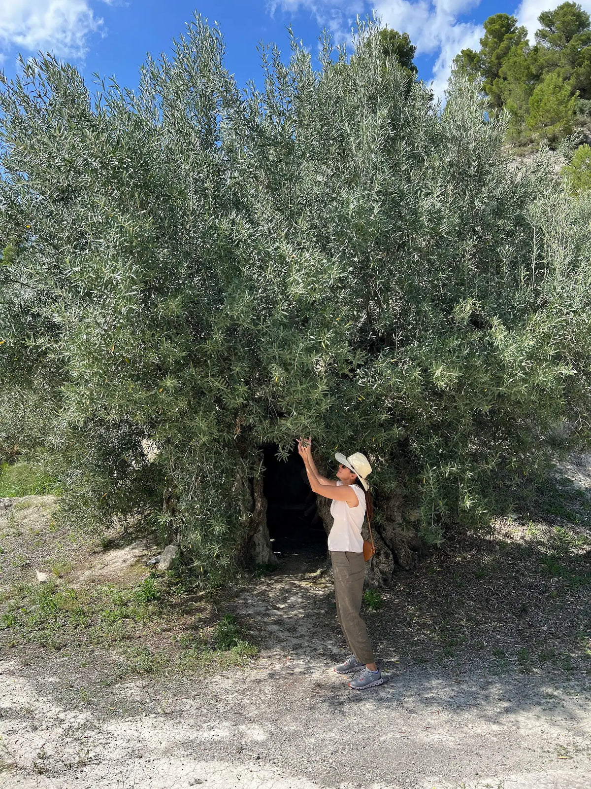 Johanna visiting an olive farm touching a milenario olive tree